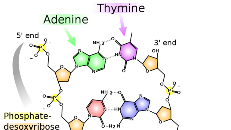 Lifelikeness… from scratch: Director Gabriele Gramelsberger opens the new c:o/re lecture series
