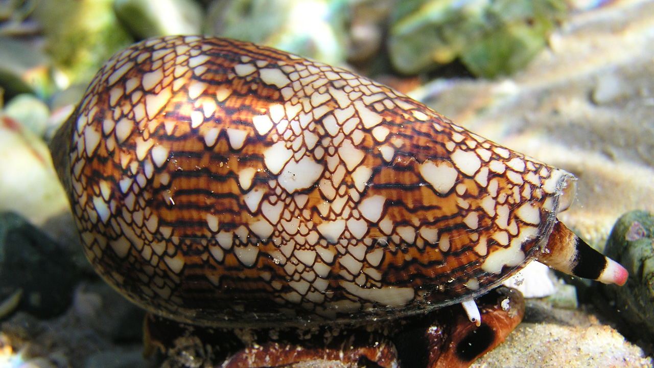 An image of the Textile Cone, a sea snail with a striking pattern on its shell