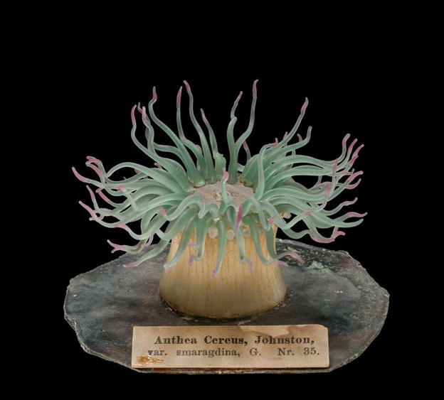A glass figure of an anemone.
