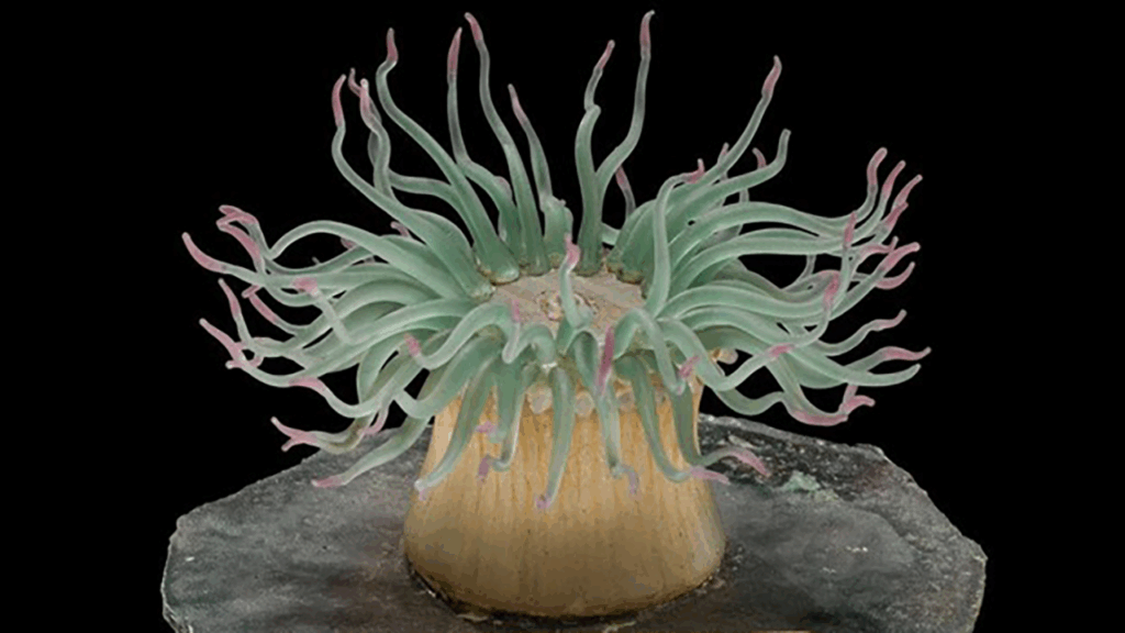 A glass model of a green purple anemone.