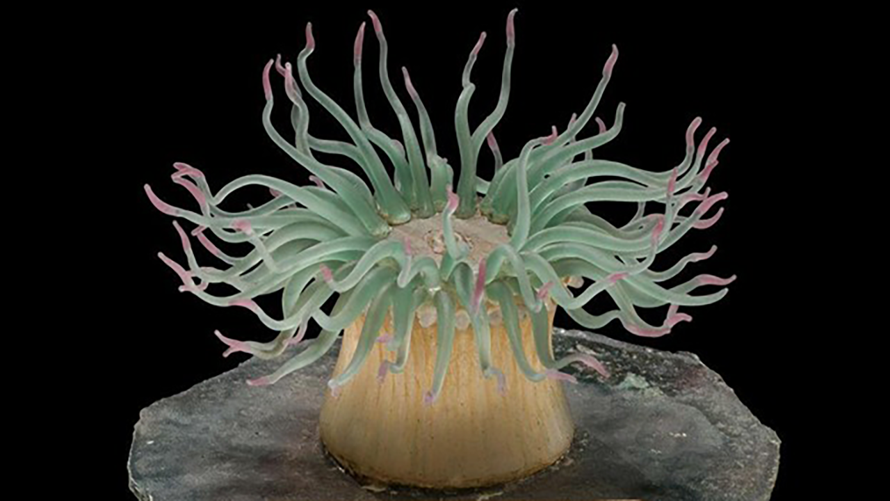 A glass model of a green purple anemone.